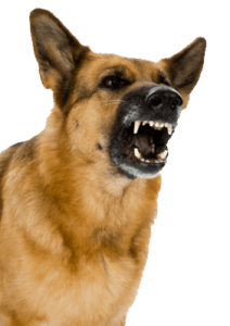 Electronic Barking Dog Alarm